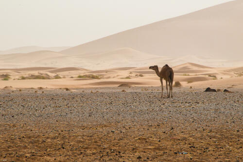 Sahara Desert • Morocco