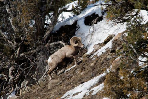 Big Horn Sheep •  Yellowstone  
