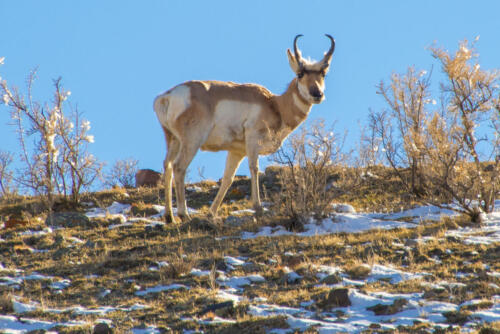  Pronghorn Antelope • Montana   