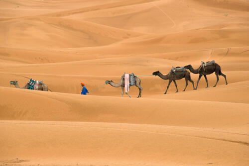  Sahara Desert Caravan