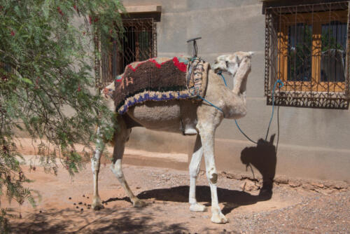 Camel • Morocco