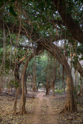Jungle Road,  , India