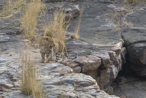 Leopard • Ranthambore Jungle • India