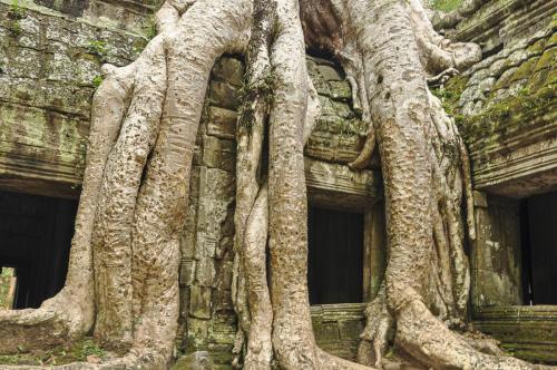  Root-Covered Ta Prohm Temple • Cambodia