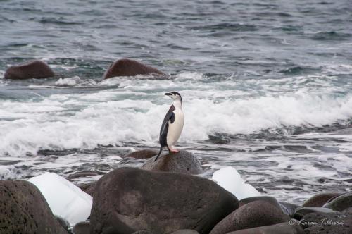  Chinstrap Penguin • Penguin Island • Antarctica 