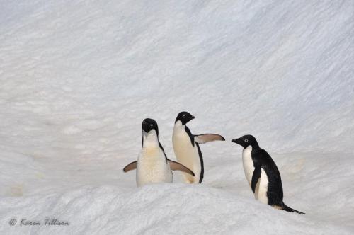  Adelie Penguins • Paulet-Island • Antarctica