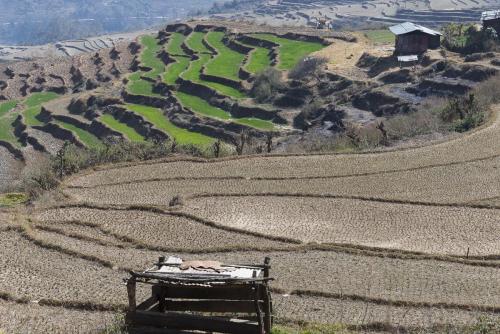  Terraced Rice Paddies • Dochula Pass • Bhutan