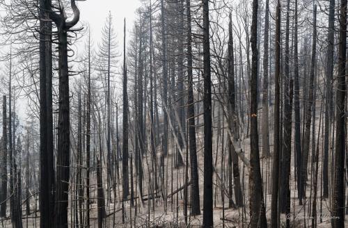 2020 Creek Fire • Stevenson Mountain • Shaver Lake • California