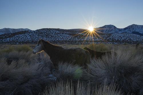Wild Mustangs • Sierra Sunset • Mono Lake