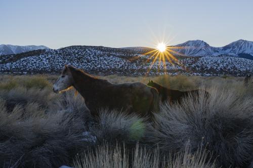 Wild Mustangs • Eastern Sierra Nevada • California